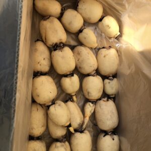 レンコン　5kg